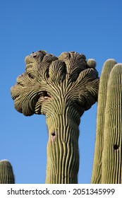 A Beautiful Shot Of Desert Botanical Garden Phoenix USA