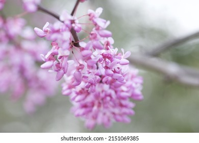 A Beautiful Shot Of An Eastern Redbud Tree Flowers