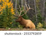 A beautiful shot of an elk resting on the ground - Cervus canadensis nelsoni