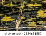 A beautiful shot of a European Kingfisher near Lakenheath Fen, Suffolk,UK