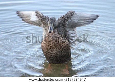 A beautiful shot of a female mallard duck standing in the shallow water and waving its wings on a sunny day