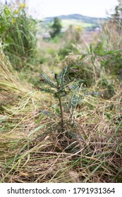 A Beautiful Shot Of A Fir Seedling, Planting A Forest