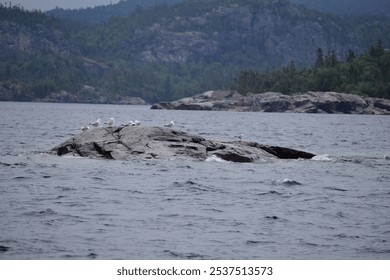 A beautiful shot of a flock of gull birds perched on a big rock in the middle of a body of water - Powered by Shutterstock