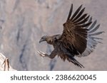 A beautiful shot of flying Andean condor about to land with blurred background