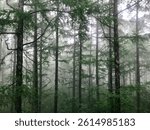 A beautiful shot of a forest with tall trees during a foggy day