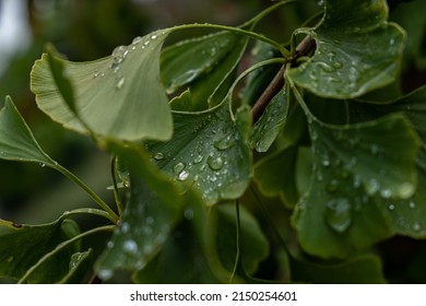 A Beautiful Shot Of Gingko Tree Leaves