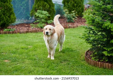 A beautiful shot of a golden retriever dog standing on the lawn in the garden during daytime