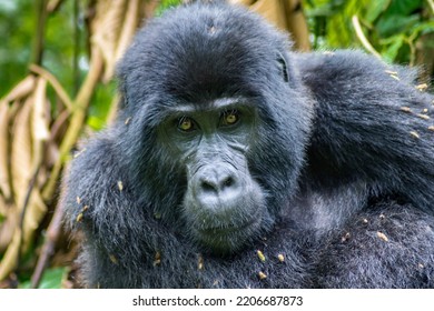 A Beautiful Shot Of A Gorilla Trekking In Uganda