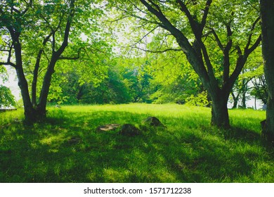 A beautiful shot of a grassy field with trees at daytime - Shutterstock ID 1571712238