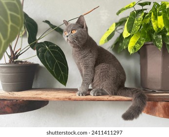 Beautiful shot of a gray British short hair cat near the plant
