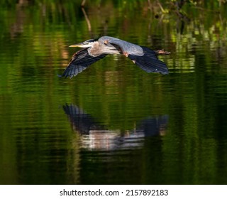 A beautiful shot of a great blue heron flying