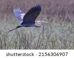 A beautiful shot of a great heron bird flying over a green natural field