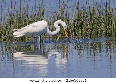 A beautiful shot of a great heron bird searching for food in the river on a sunny day