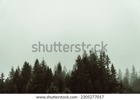 A beautiful shot of green forest treetops on a misty day