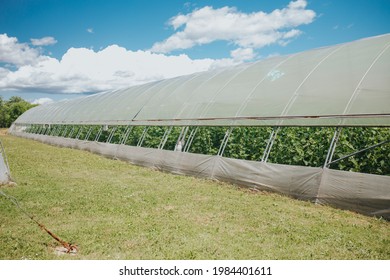 A Beautiful Shot Of A Greenhouse Full Of Tomato Plants On A Cloudy Day