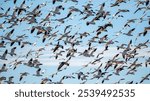 A beautiful shot of a group of snow geese migrating with the blue sky in the background