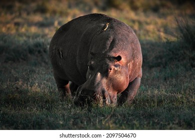 A beautiful shot of a hippopotamus in Masia Mara National Park in Kenya