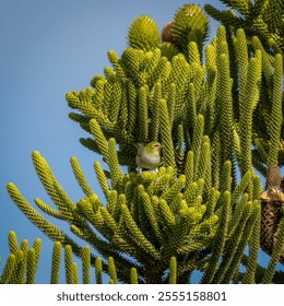 A beautiful shot of a Japanese white-eye perched on a monkey puzzle tree on a cloudless day - Powered by Shutterstock