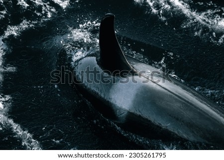 A beautiful shot of a killer orca whale sighting swimming in dark waters in Alaska
