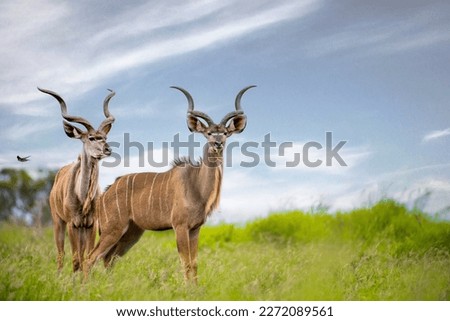 Beautiful shot of Kudus in a green field during the day