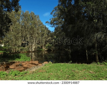 A beautiful shot of lake surrounded by lush greenery in tropical nature park in Port Macquarie, NSW, Australia