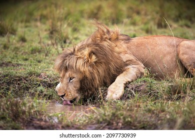 A beautiful shot of a lion in Masia Mara National Park in Kenya