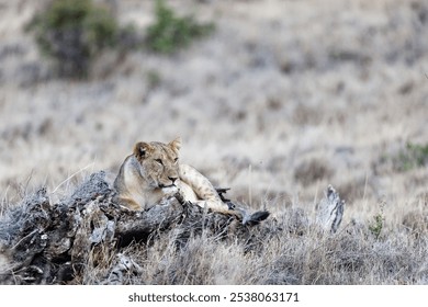 A beautiful shot of a lioness resting on a big fallen tree trunk on the grassland in Lewa Wildlife Conservancy, Kenya - Powered by Shutterstock