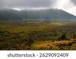 A beautiful shot of mist floating over Phobjikha Valley, Wangdue Phodrang, Bhutan