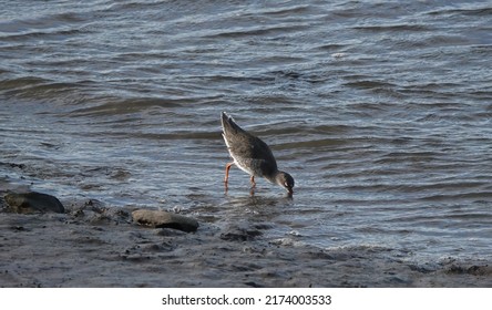 A Beautiful Shot Of A Nice Redshank Dipping In The Water For Food