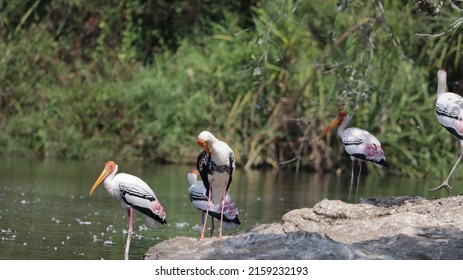 A Beautiful Shot Of Painted Storks At Ranganathittu Bird Sanctuary