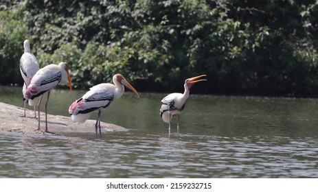 A Beautiful Shot Of Painted Storks At Ranganathittu Bird Sanctuary