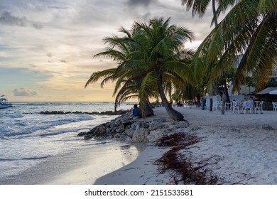 A Beautiful Shot Of Palm Trees In The Evening On Worthing Beach In Worthing, Barbados