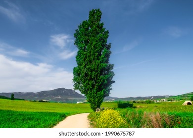 A Beautiful Shot Of A Poplar Tree