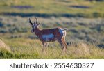 A beautiful shot of the pronghorn (Antilocapra americana) standing in a green pasture