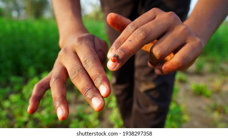 Beautiful Shot Of Red Lady Bug Creeping On Hand. Lady Bug On Human Hand Fingers. Animals And Human Life Concept.