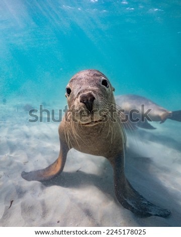 A beautiful shot of a sea lion under the water