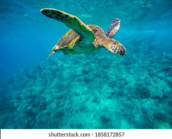 Beautiful Shot Of A Sea Turtle Swimming In The Ocean In Maui, Hawaii