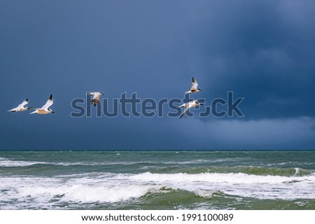 Similar – Gull flies over the sea at dusk