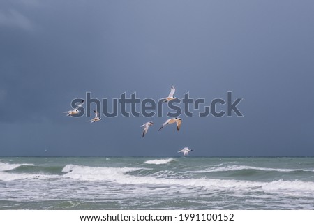 Similar – Gull flies over the sea at dusk