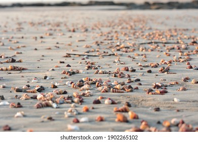 A Beautiful Shot Of Seashells At Malgund Beach In India