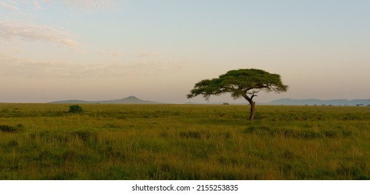 A beautiful shot of Serengeti National Park