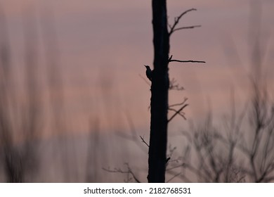 A Beautiful Shot Of The Silhouette Of A Bird On A Tree