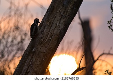 A Beautiful Shot Of The Silhouette Of A Bird On A Tree