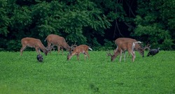 A Beautiful Shot Of Small Herd Of White-tailed Deer And Wild Turkeys Grazing On Green Grass