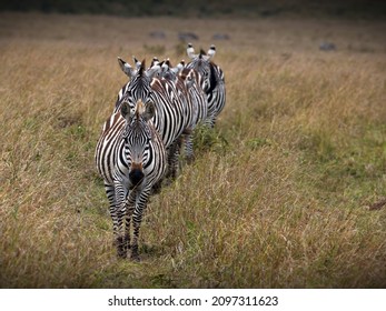 A beautiful shot of some zebras in Masia Mara National Park in Kenya