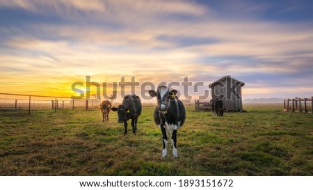 A beautiful shot of sunset over grazing cows in a pasture near houses and barns in California