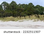 A beautiful shot of tall grass on the beach of Hilton Head Island with a forest in the background