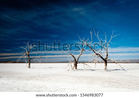 Similar – trees in an ice of lake