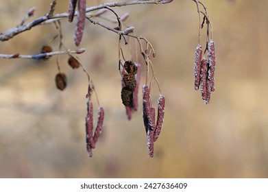Beautiful shot of tree with berries. Colorful nature background with sun. Alnus incana - Moench.