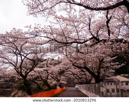 Similar – Foto Bild Sakura #7 Farbfoto